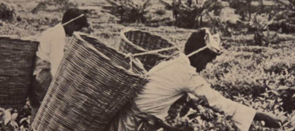 Pioneer of Mauritian Tea